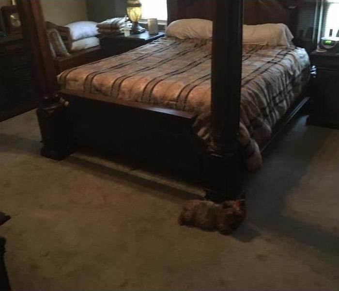 Dirty bedroom carpet